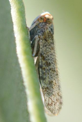 Tachycixius pilosus